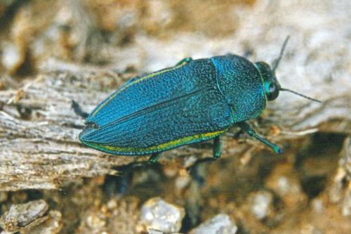 Réf. 280 836 : Perotis sp.